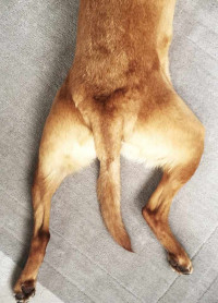 dysplasia.jpg