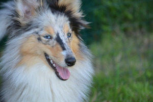 Blue merle.jpg